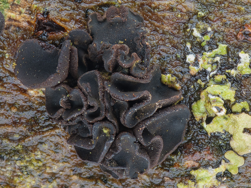 Ionomidotis fulvotingens Ionomidotis fulvotingens